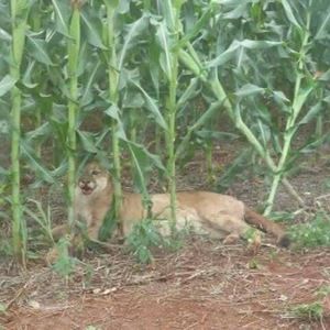 Meet your Posher, Chad